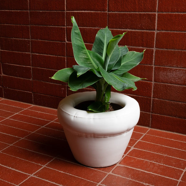 A cute little flower pot made from mat, white ceramics. A plant in the planter. Clay, redish tiles in the background.