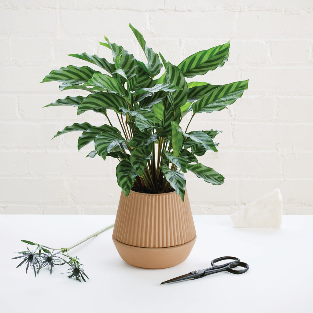 Pleated Planter